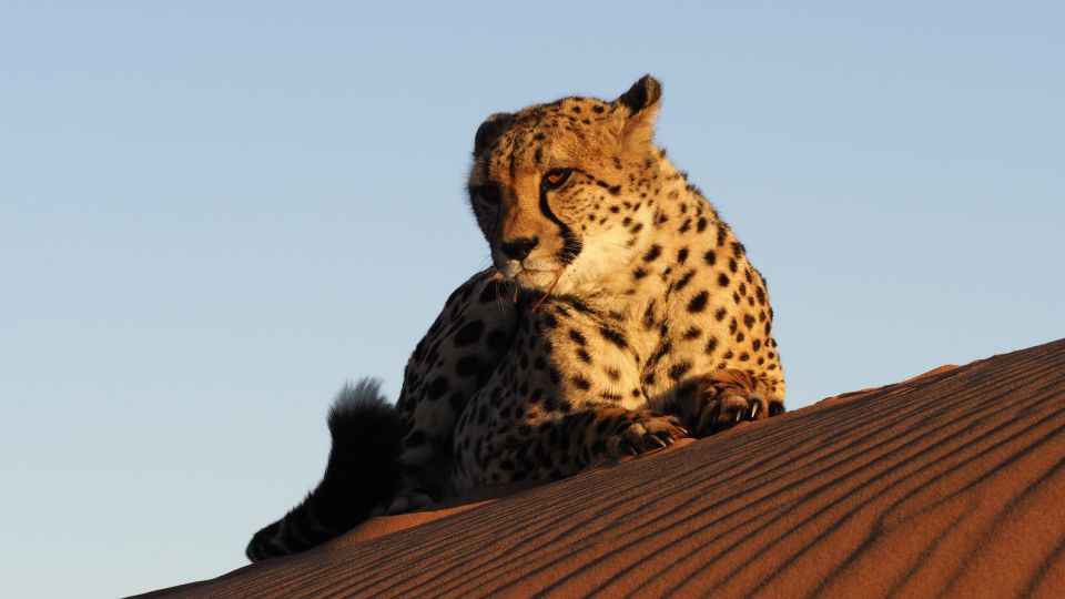 Tolle Fotomotive - Geparden in der Wüste