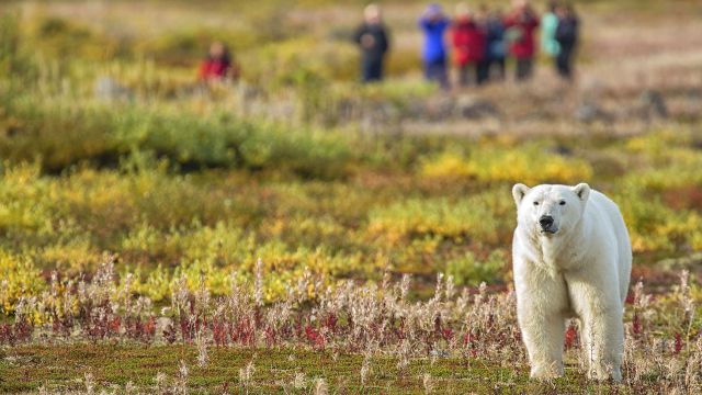 Eisbär wird auf einer Fußpirsch beobachtet, Nanuk Polar Bear Lodge