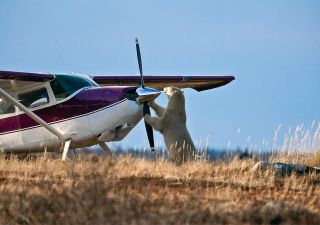 Eisbär untersucht Motorflugzeug, Nanuk Polar Bear Lodge