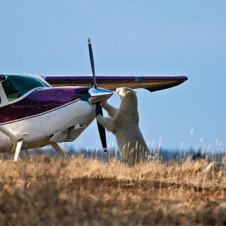 Eisbär untersucht Motorflugzeug, Nanuk Polar Bear Lodge