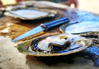 Muschel auf einer Perlenfarm in Broome