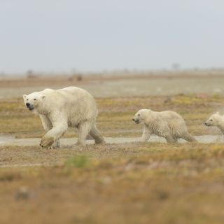 Eisbärmutter mit zwei Jungen, Nanuk Polar Bear Lodge