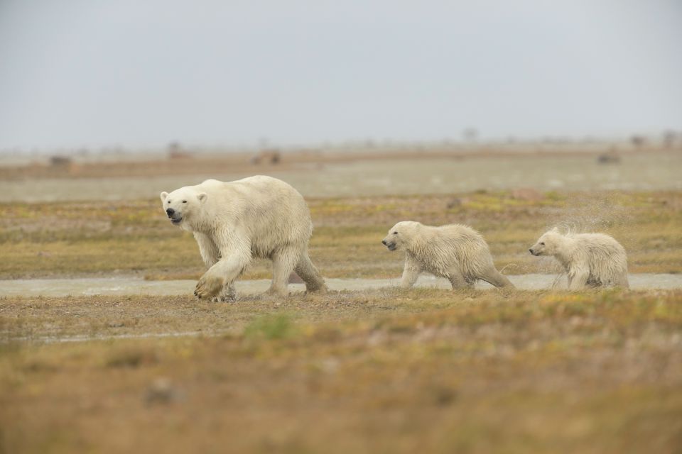 Eisbärmutter mit zwei Jungen, Nanuk Polar Bear Lodge