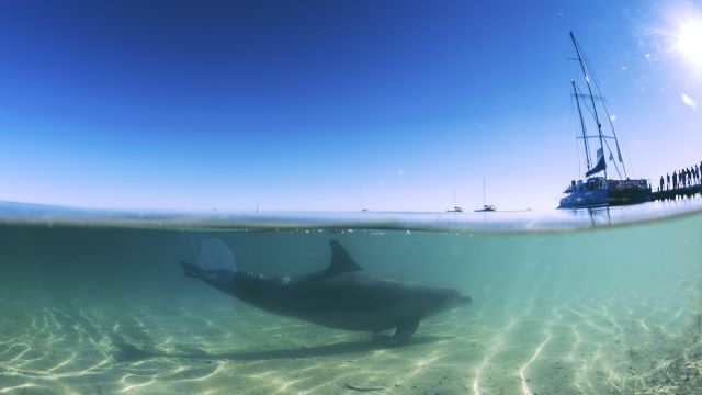 Delfin in Monkey Mia bei Shark Bay
