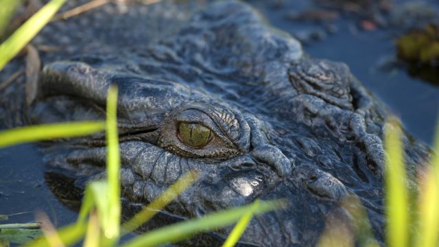 Krokodil im Kakadu-Nationalpark