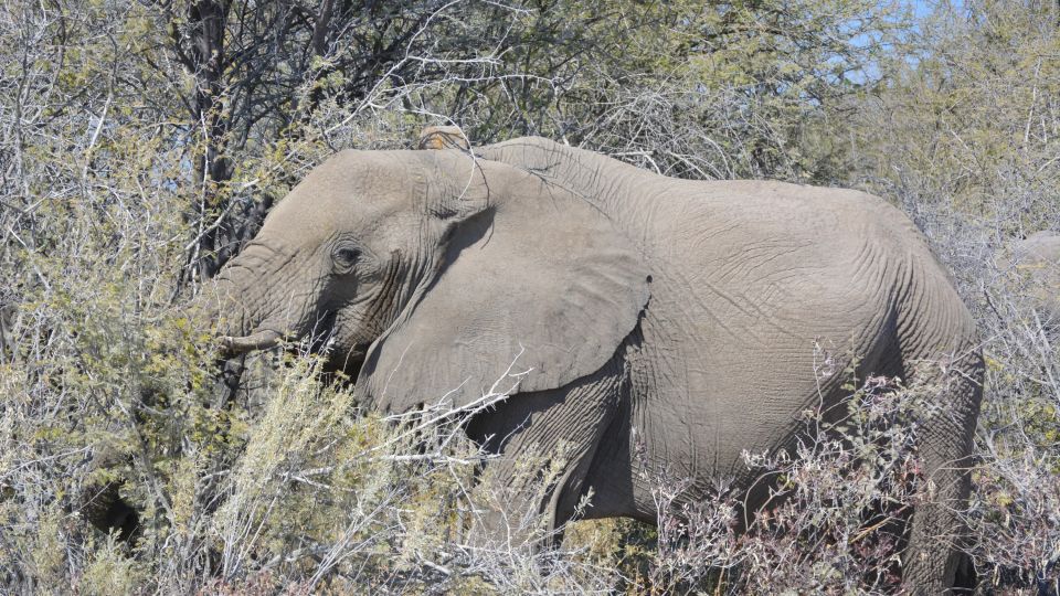 Elefant im Etosha-Nationalpark