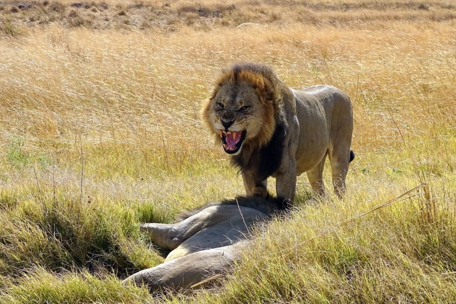 Löwe im Gegenlicht