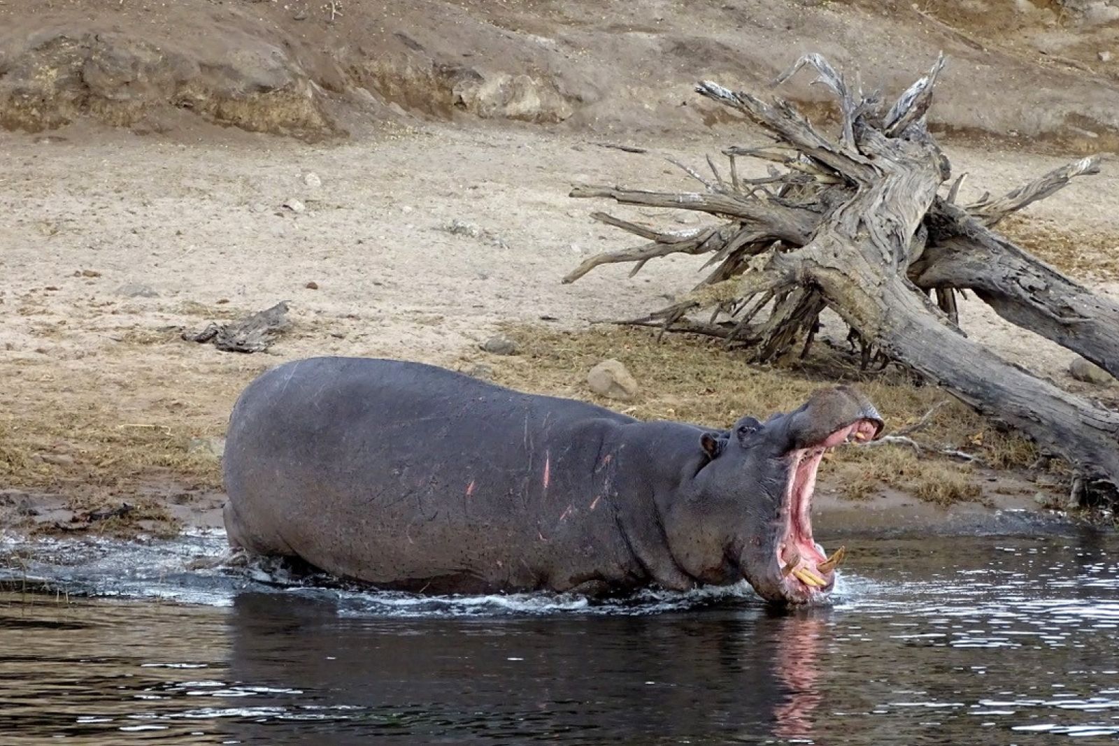 Hippo am Fluss