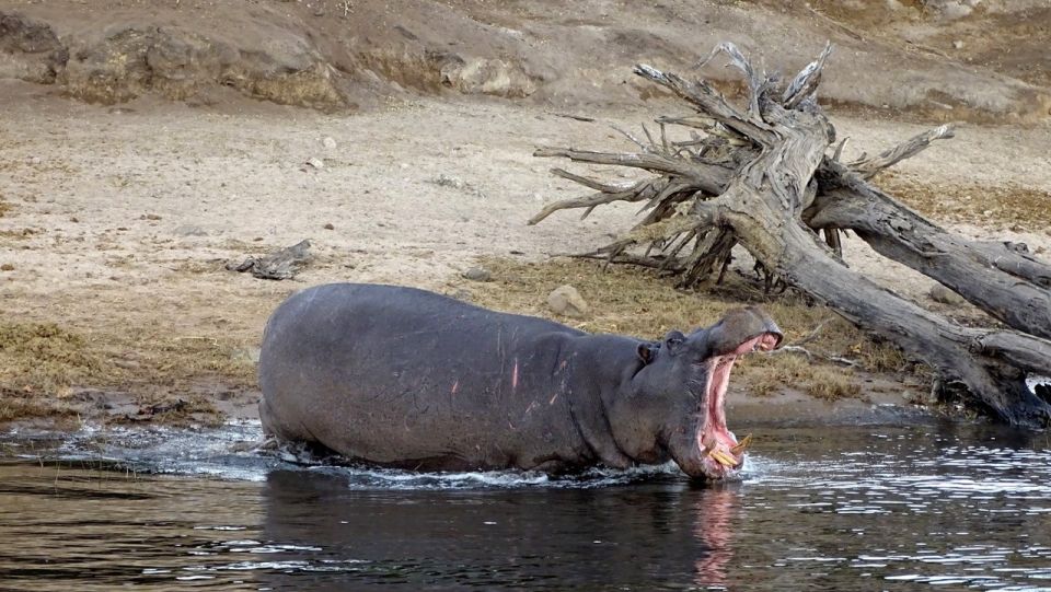 Hippo am Fluss