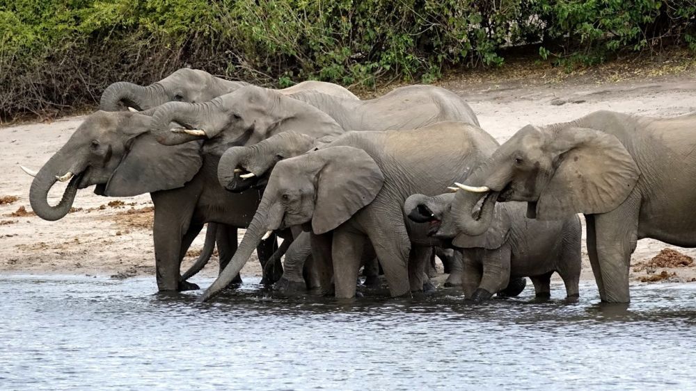 Elefanten beim Trinken