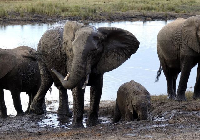 Elefanten im Matsch