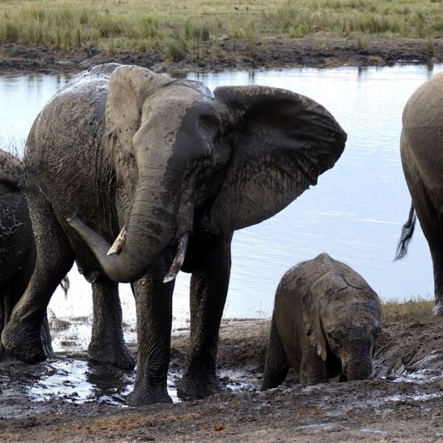 Elefanten im Matsch
