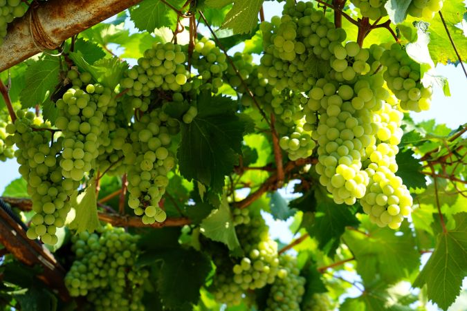 leckere Trauben welche zu Wein verarbeitet werden © Diamir