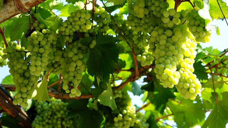 leckere Trauben welche zu Wein verarbeitet werden