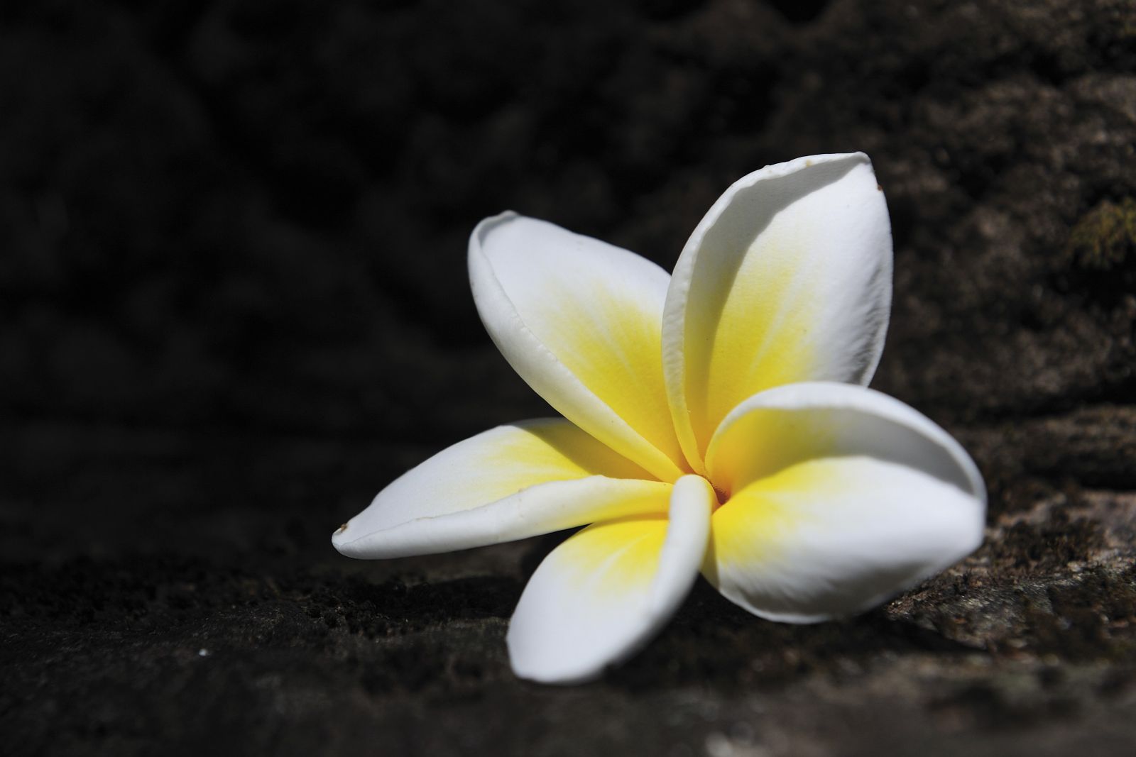 Weiße Frangipaniblüte – die Nationalblume von Laos