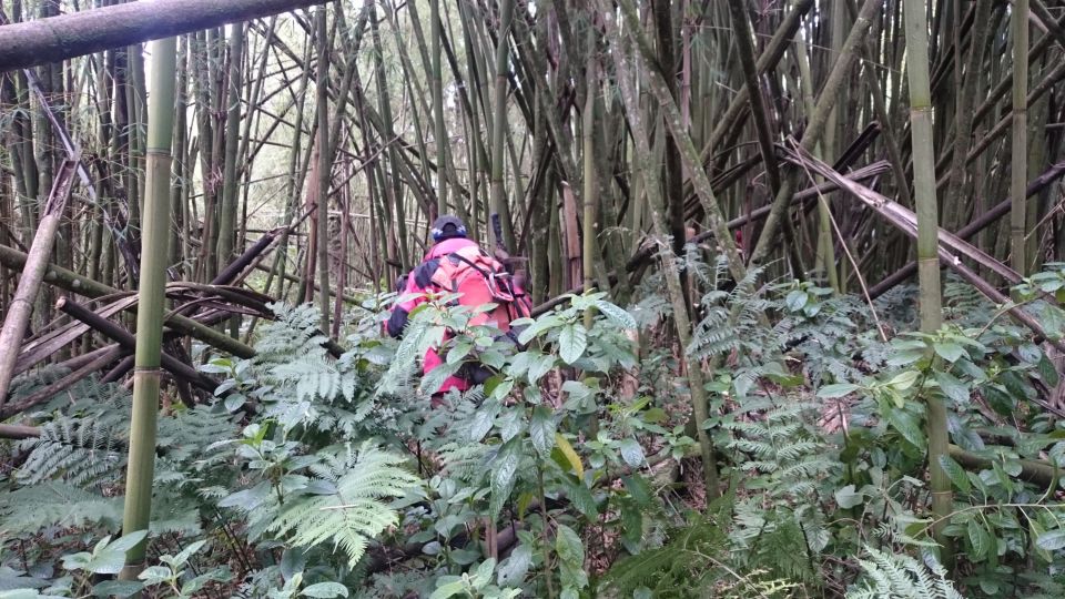 Aufgrund des schnell wachsenden Bambus ist die erste Besteigung der Saison schon eine kleine Herausforderung.
