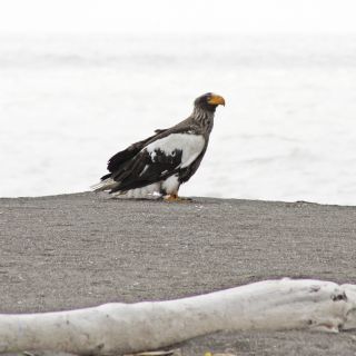 Stellersche Riesenseeadler am Ochtskischen Meer