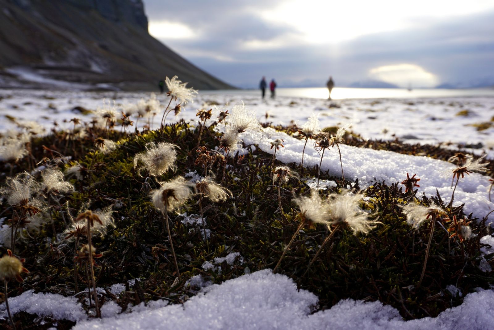 Arktische Flora im ersten Schnee
