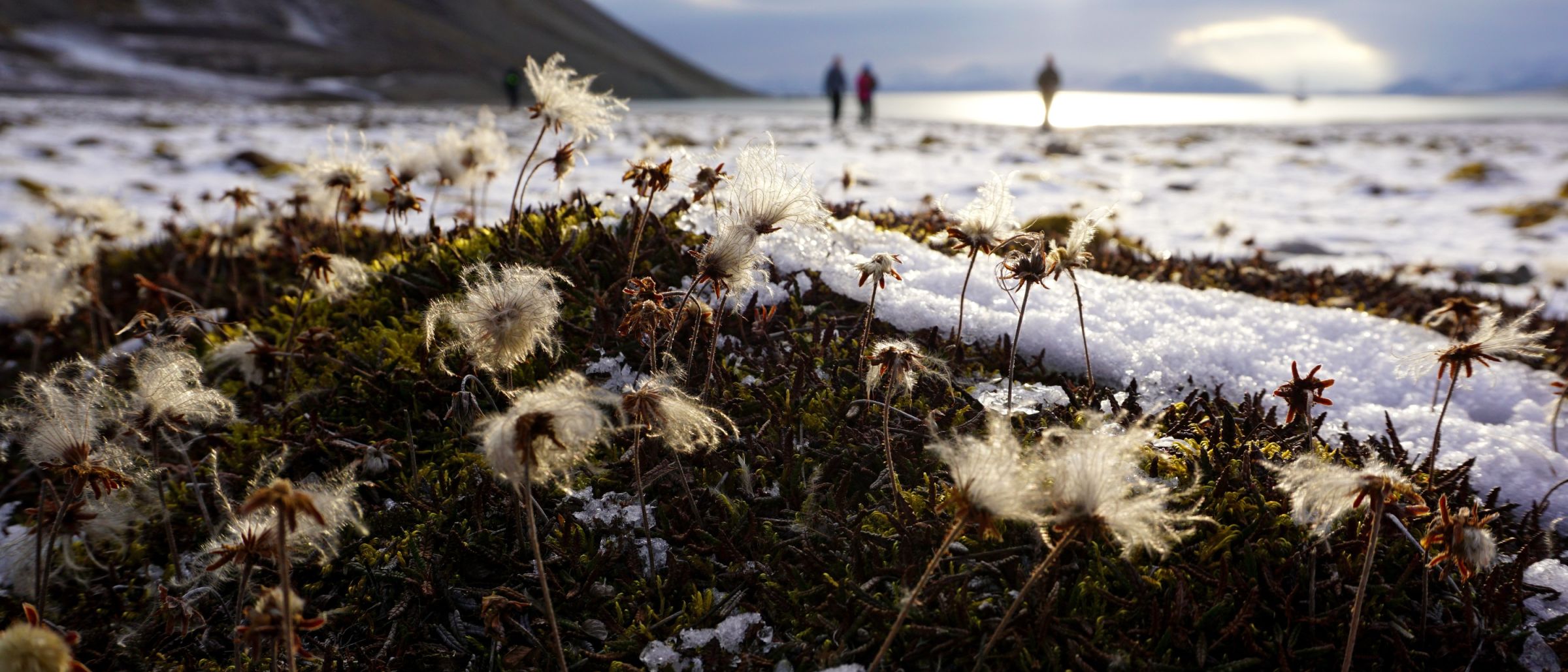 Arktische Flora im ersten Schnee