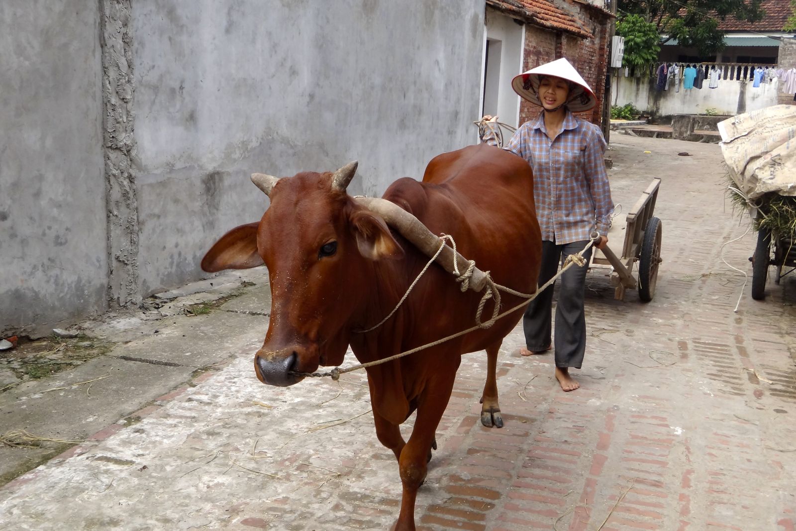 Im Dorf Duong Lam in der Nähe von Hanoi