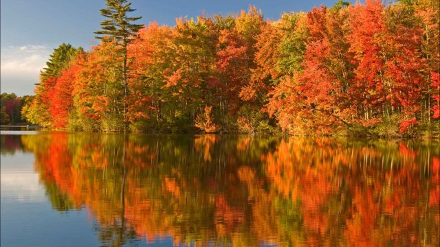 Herbstwald spiegelt sich in einem See, Maine