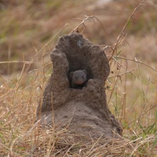 Mungo im Termitenhügel