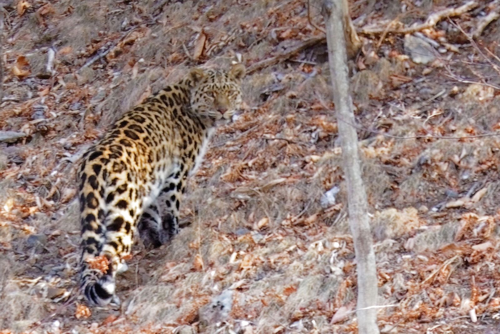 Amur-Leopard im Wald