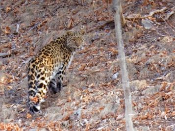 Amurleopard im Wald