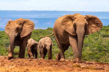 Elefantenfamilie im Addo Elephant Park