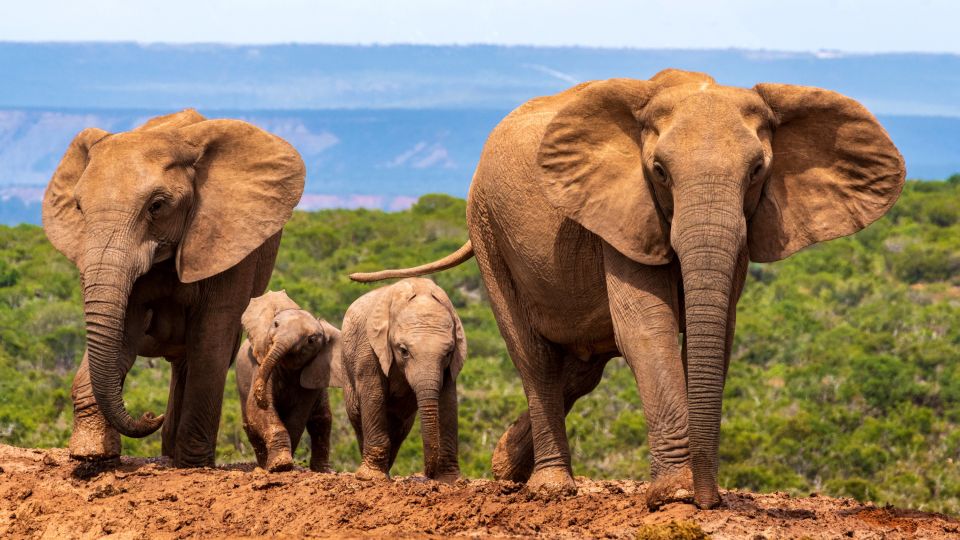 Elefantenfamilie im Addo Elephant Park