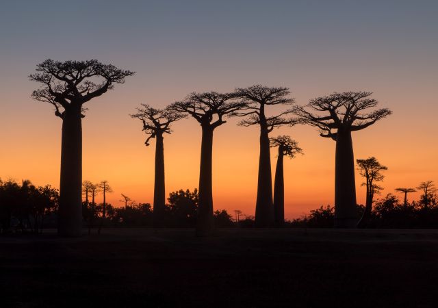 Baobabs auf Madagaskar