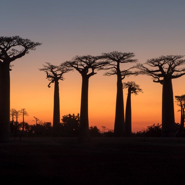 Baobabs auf Madagaskar