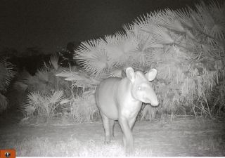 Flachlandtapir (Tapirus terrestris) tappt in Kamerafalle im Pantanal
