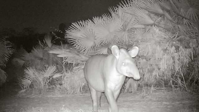 Flachlandtapir (Tapirus terrestris) tappt in Kamerafalle