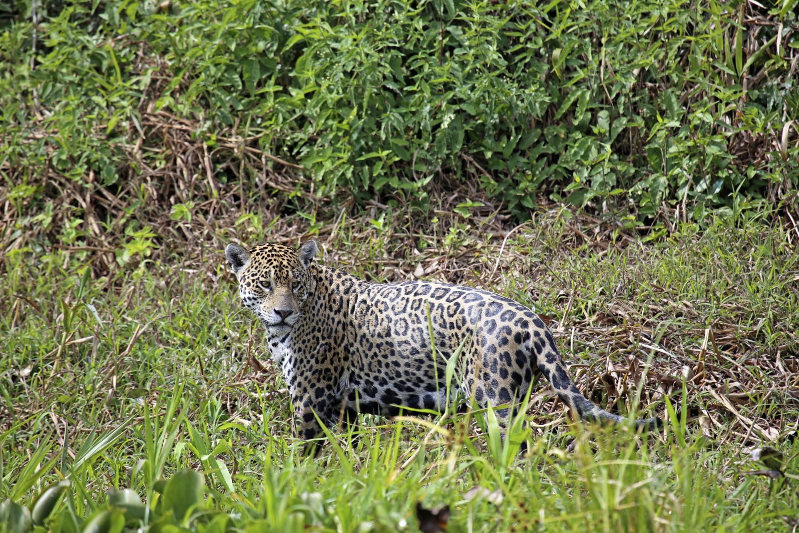 Jaguar (Panthera onca) im Pantanal