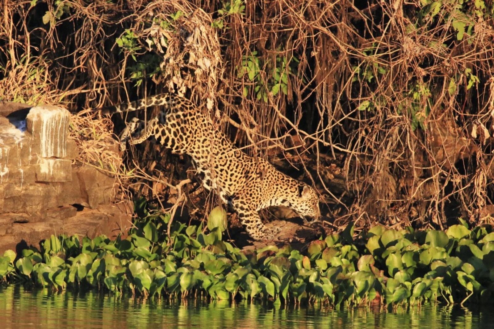 Der Jaguar (Panthera onca): unbestrittener König des Pantanals.