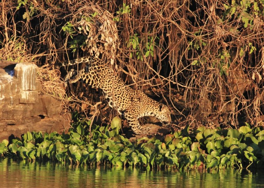 Der Jaguar (Panthera onca): unbestrittener König des Pantanals.