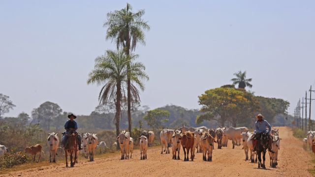 Pantaneros treiben ihr Vieh gen Süden