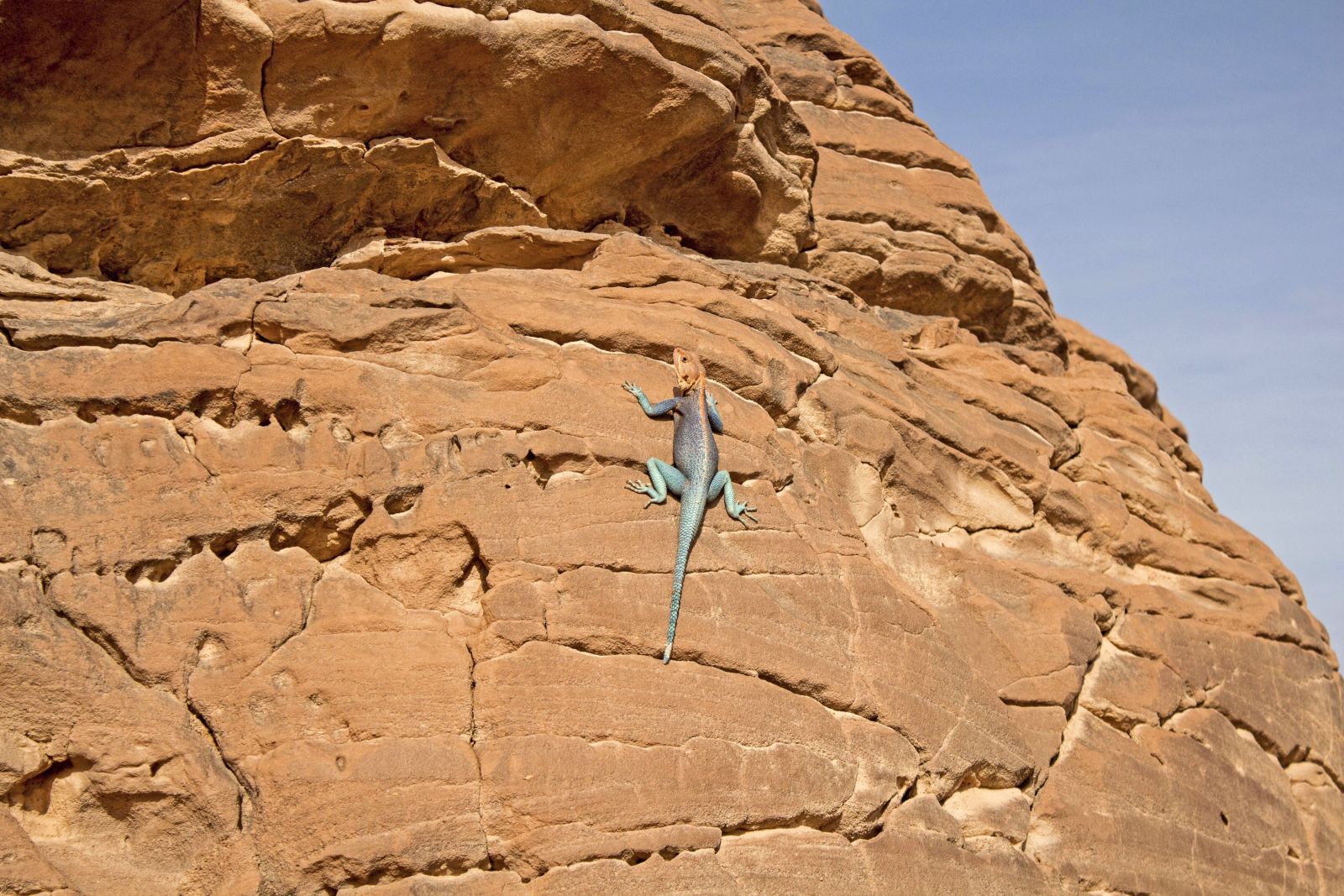 Gecko beim Sonnenbad in der Sahara