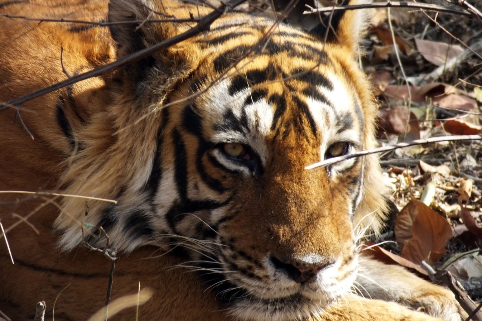Indien Bengalischer Tiger