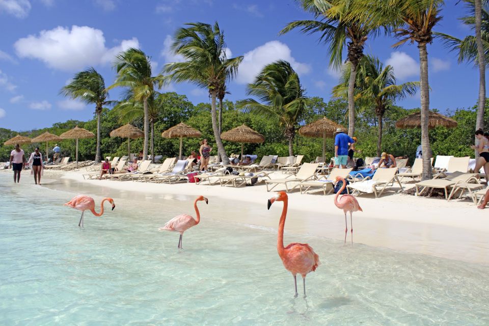 Die Flamingos am Flamingo Beach der Renaissance Island sind nicht scheu und lassen Besucher nah an sich heran.