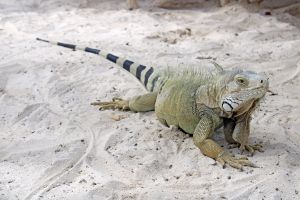 Leguan auf Aruba