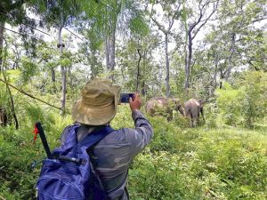 Auf Elefantenpirsch im Yok-Don-Nationalpark