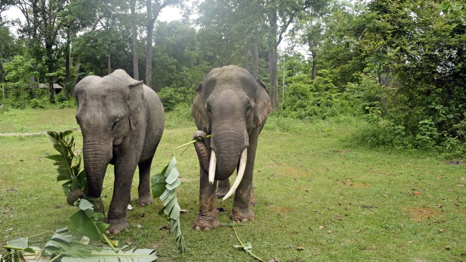 Auf Elefantenpirsch im Yok-Don-Nationalpark