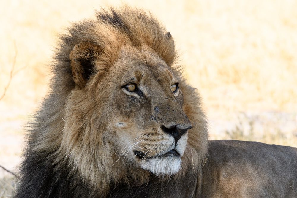 Entspannter Herrscher, im Schatten ruhend: Löwe in der Kwara Concession