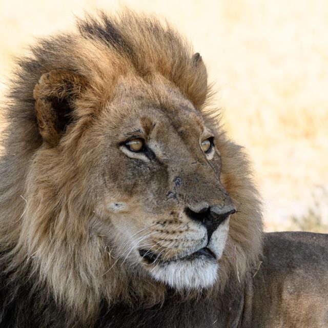 Entspannter Herrscher, im Schatten ruhend: Löwe in der Kwara Concession