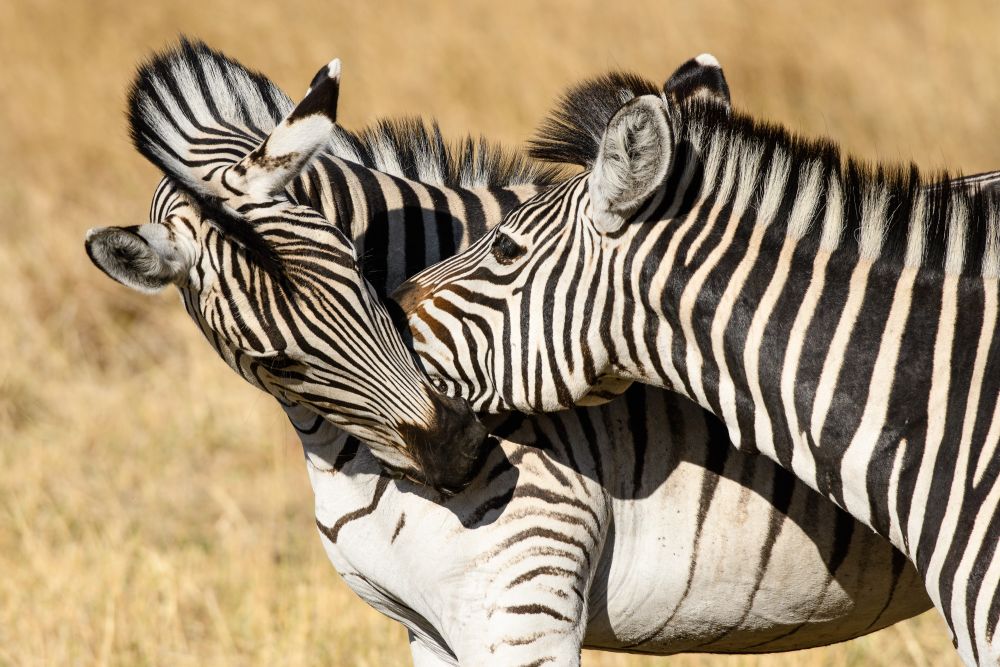 Zebras beim Kräftemessen, Kwara Concession