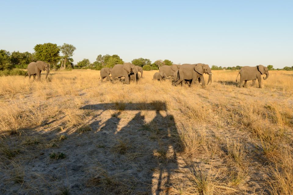 Schattenwesen: die Fotografen mit einer Elefantenherde, Kwara Concession