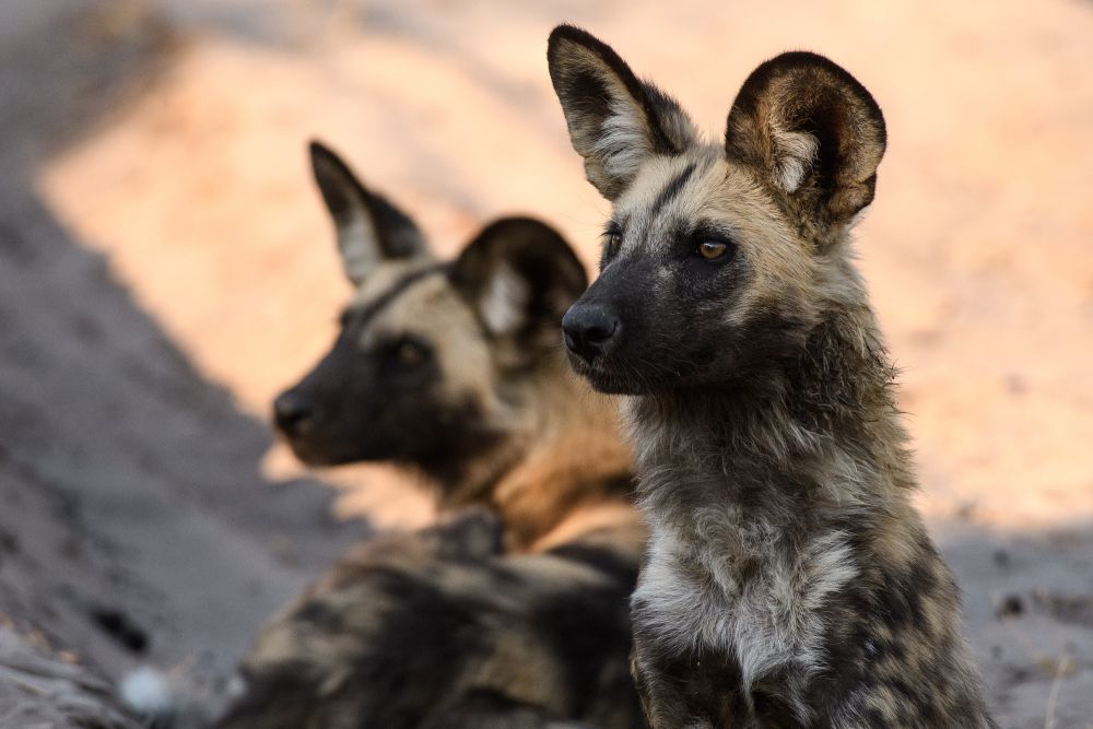 Afrikanische Wildhunde – Botswana ist einer der besten Orte, um die vom Aussterben bedrohte Art zu beobachten (Kwara Concession).