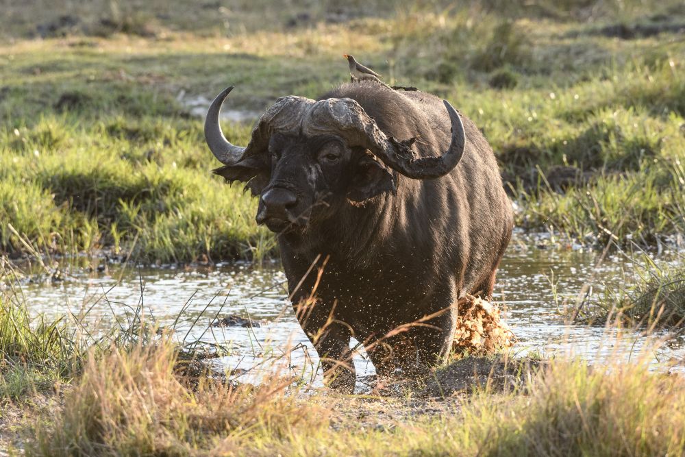 Schlamm macht schön: Afrikanischer Büffel beim Beauty-Bad, Kwara Concession